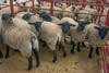 First prize Suffolks